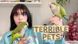 Why Parrots Make TERRIBLE Pets