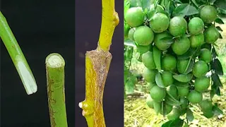 Lemon V Grafting Technique With Result (100% Success)