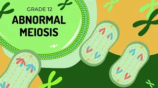 Abnormal Meiosis | Non-disjunction and the formation of Down syndrome