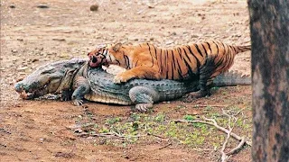 15 Animals That Hate Each Other