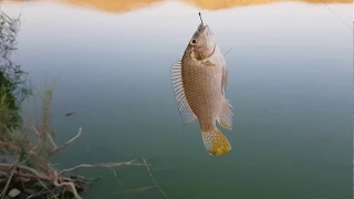 דיג באגם ירוחם Рыбалка на Озере Ерухам 10/09/2019
