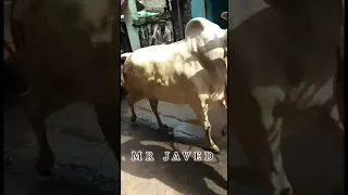 MOST BEAUTIFUL QURBANI COW UNLOADING VIDEO 🌹 #cow #shorts #viral #trending #youtube #viralvideo