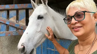 A Beautiful Gray   Retired Race Horse from Caymanas Park! Ready for Breeding