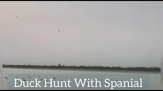 Hunting Duck With Spaniel