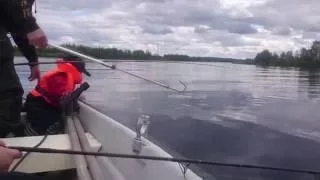 Catches a Salmon in Lainoälven