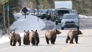 Here she is! First Sighting of Grizzly Bear 399 and Her 4 Cubs Emerging From Hibernation 2022