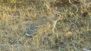 SLO-MOTION BLOWGUN RABBIT KILLS