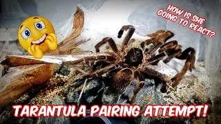 Ceratogyrus marshalli - Straight horned baboon tarantula pairing