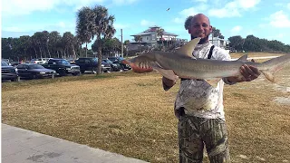 Shark fishing at Sebastian inlet(Curry Shark catch n cook)