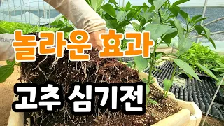 놀라운 효과 폭풍 성장 고추 심을때 이렇게 심었더니