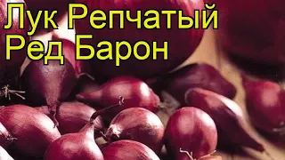 Лук репчатый Ред Барон. Краткий обзор, описание характеристик, где купить семена, луковицы