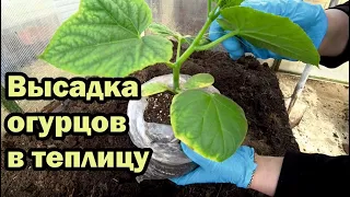 Высадка огурцов из пакетов