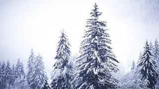 Relax Video. Winter forest - Тайна зимнего леса. Пение птиц.