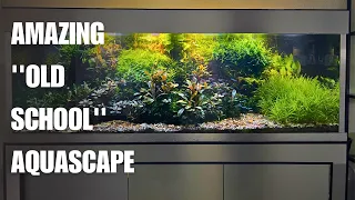 BEAUTIFUL 100 GALLON AQUASCAPE WITH HUGE CARDINAL TETRAS!