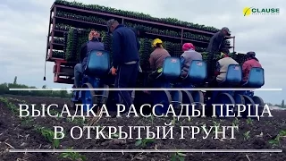 КАК ВЫСАДИТЬ РАССАДУ ПЕРЦА | ВЫСАДКА ПЕРЦА ГЕРКУЛЕС F1