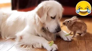 Rabbit Steals Food From Dog [TRY NOT TO LAUGH]