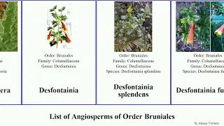 List of Angiosperms of Order Bruniales gunnera berzelia giant haha umbrella mexicana rhubarb rubra