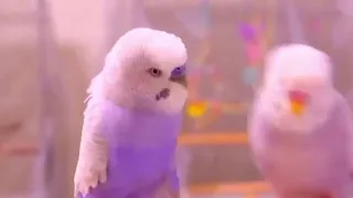 Playful or Aggressive? Watch These cute 🥰 Budgies and Judge🤔! #birds#viral #parakeet #trending