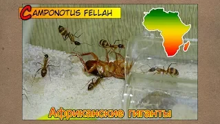 Африканские гиганты ● Camponotus fellah