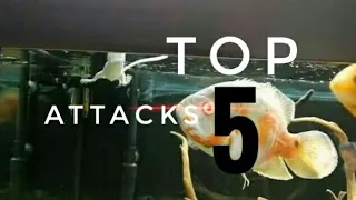 Top 5 oscar fish attacks