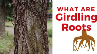 What are Girdling Roots and How Do They Affect Your Trees?