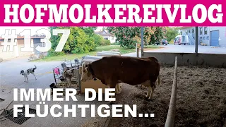 Hofmolkerei VLOG#137 Immer diese Flüchtigen!Hofmolkerei Farmvlog