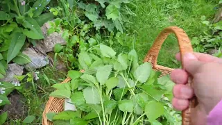 Harvesting Herbs; Mullein, Oregano, Lovage, Lemon balm, Comfrey