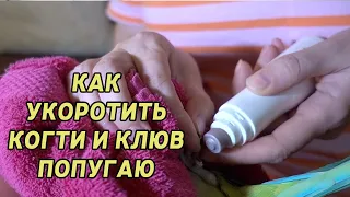 КАК ПОДРЕЗАТЬ ПОДПИЛИТЬ КЛЮВ И КОГТИ ПОПУГАЮ