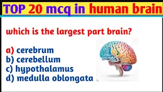 human brain Mcq | brain mcqs | biology mcqs for competitive exam