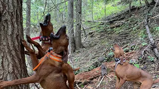 Screaming Eagle Outdoors- Bear Hunting With Hounds - Treed and Freed!