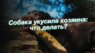 Собака укусила хозяина: что делать?