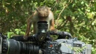Cheeky monkeys 'filming' angry cameraman - Planet Earth Live - BBC One