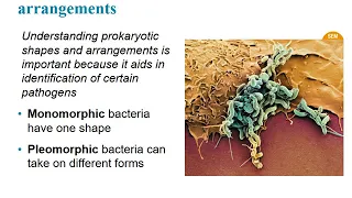 Biol 2420 ch 3 Intro to Prokaryotic cells