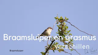 Ontdek het verschil tussen grasmus en braamsluiper #637