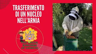 trasferimento nucleo da portasciami all'arnia