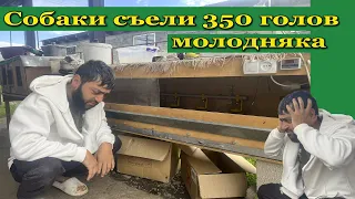 Собаки сожрали 350 цыплят !!!