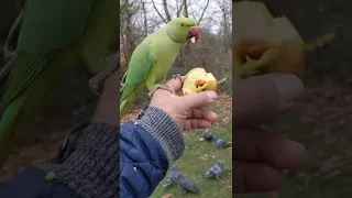 Indian ring neck parrots in Hyde park London.