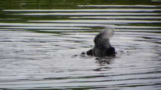 coots fight