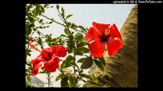 Paul Mauriat  _  l`amour est comme les bateaux