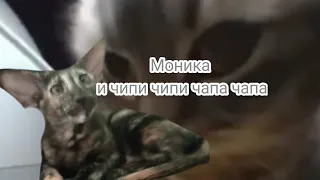 Моника с песней чипи чипи чапа чапа 😁