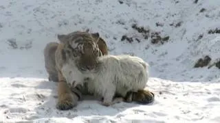 Что стало НА САМОМ ДЕЛЕ с козлом Тимуром , ШОК