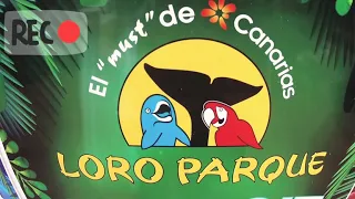 Лоро Парк встреча с Пингвинами Пуэрто Де Да Круз Тенерифе Испания #ВидеоЗапискиМихалыча