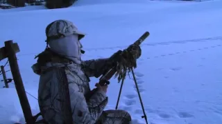 Охота на лису с манком Mini Predator (Nordik)