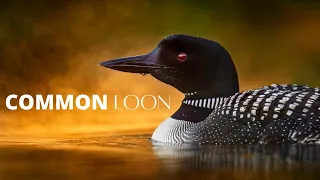 The Truly Gorgeous with a Haunting Call | Common Loon