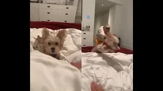 Justin Bieber playing with jumping puppy Oscar Bieber & Hailey Bieber on IG - April 29, 2019