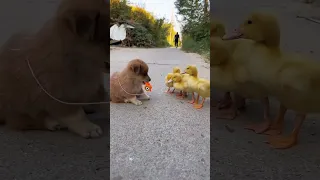 Puppies and ducklings having fun   A beautiful moment #492   #shorts