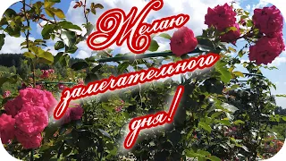 Желаю замечательного дня! 🌸Пусть солнце согреет лучами! 🌸Красивое пожелание 🌸