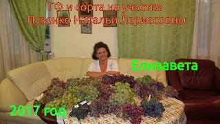 Елизавета- гибридная форма винограда Вишневецкого ( виноград Пузенко Н.Л.)