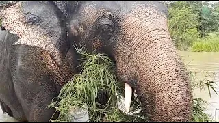 Former World's Loneliest Elephant Kaavan With His New Life - ElephantNews