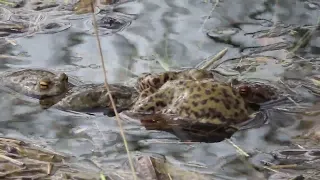 amphibians spawning in Maulds Meaburn in Cumbria.